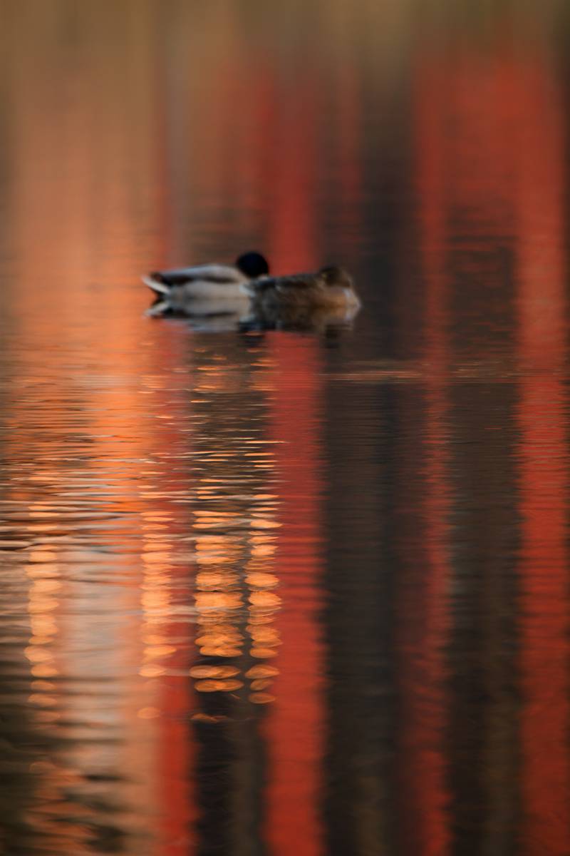 bird, птица, утка,duck, зима, калининград, Хилько Марина