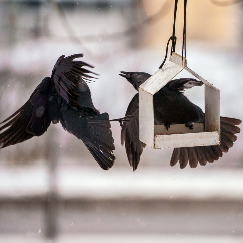 Битва у кормушки фото превью