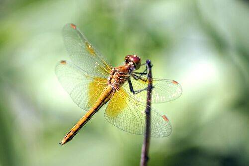 Сжатобрюх жёлтый (Sympetrum flaveolum).