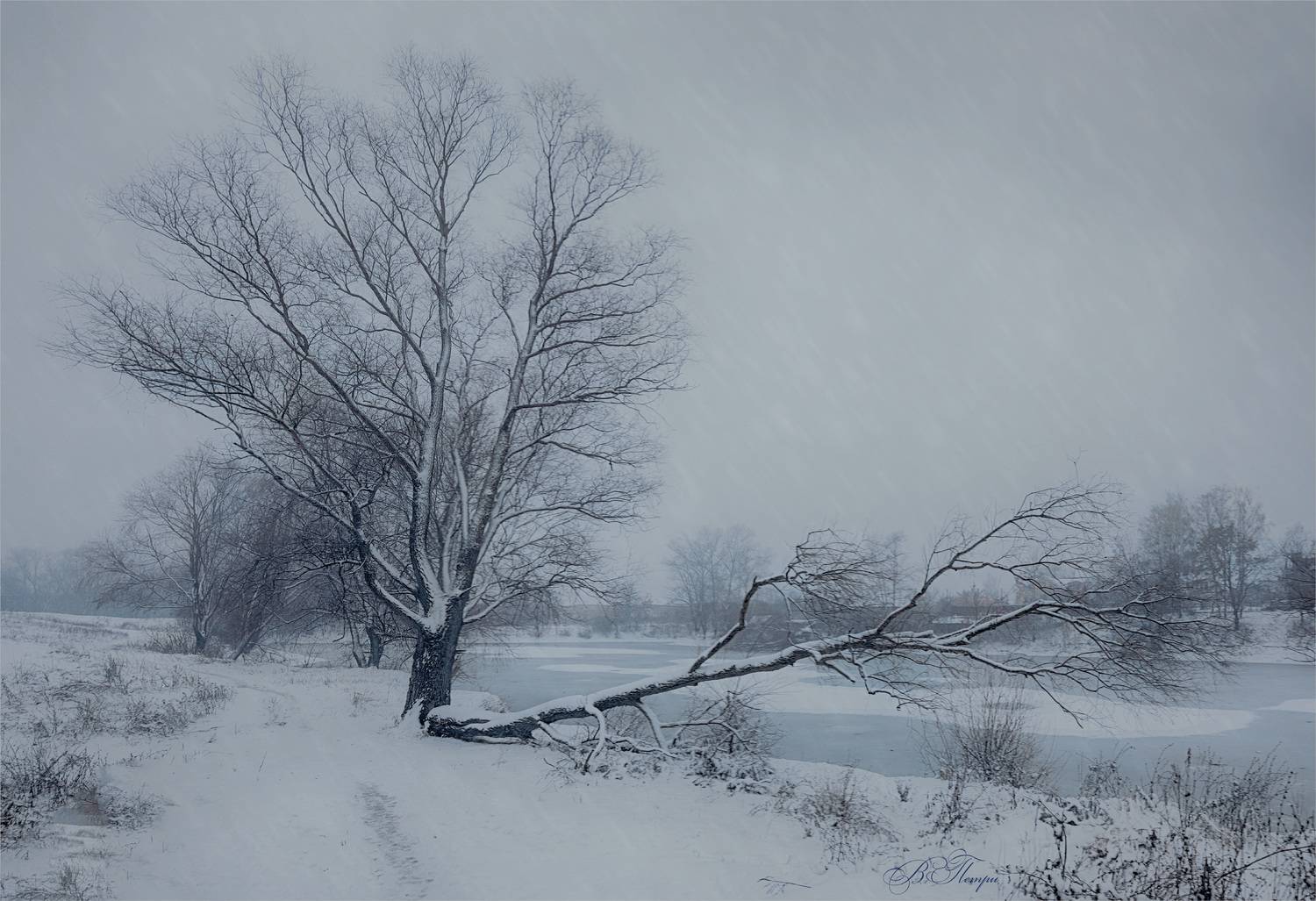 дерево ветка снег, Вера Петри