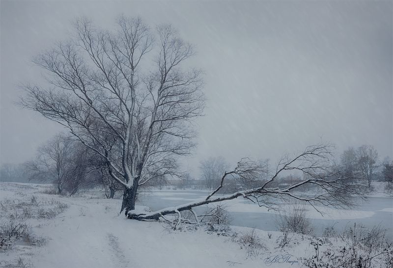 дерево ветка снег Зима фото превью