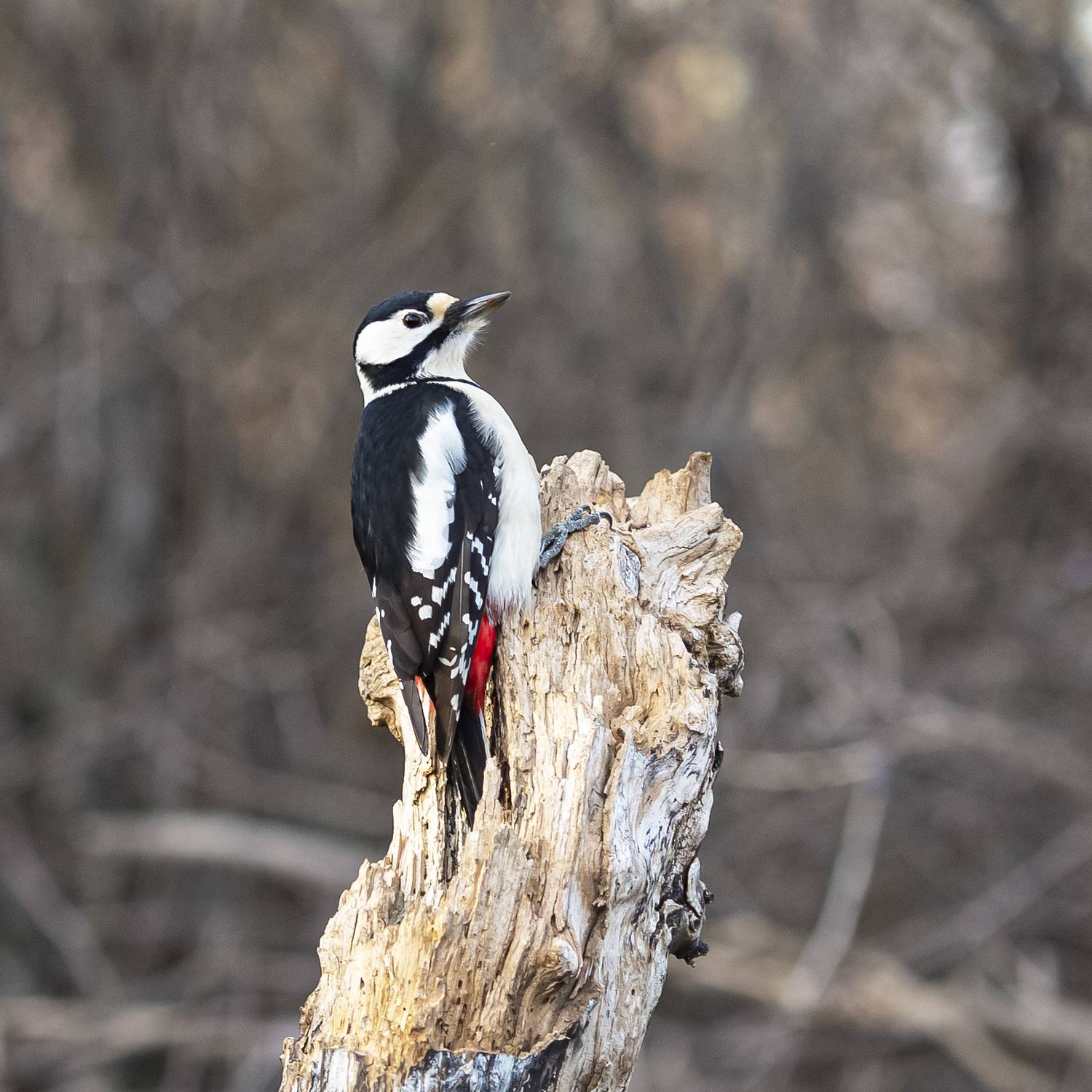 природа, Валерий Черняк