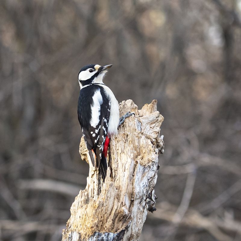 Большой пёстрый дятел (Самочка) фото превью