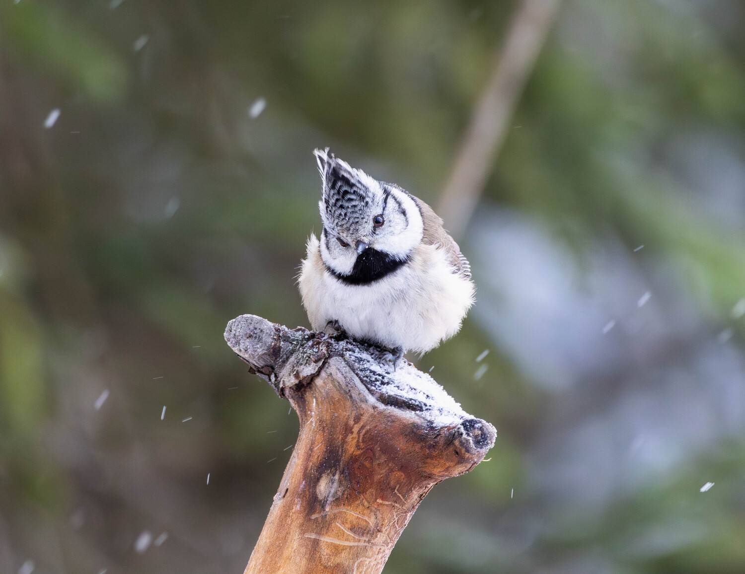 , Жуков Михаил