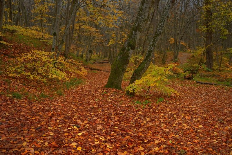 осень листва утро лес Осеннее утро фото превью