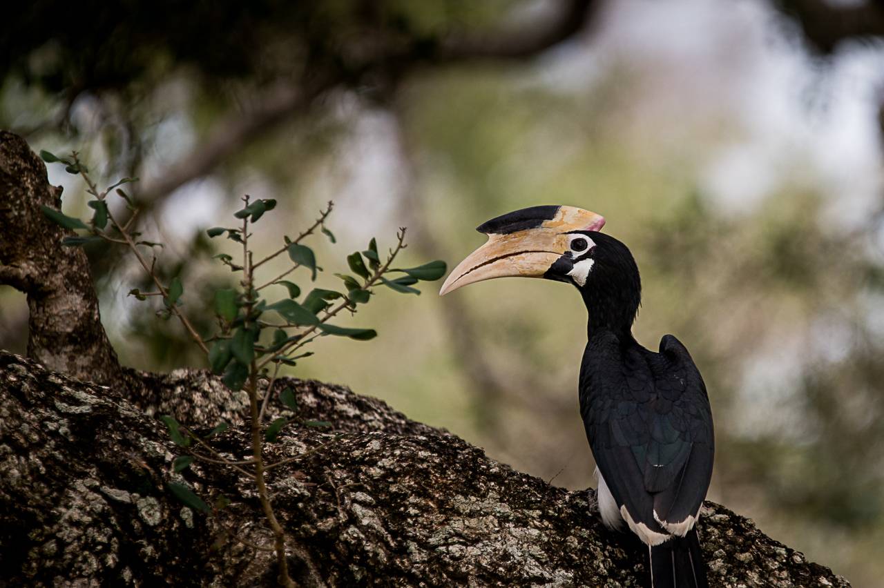 птица-носорог, птица, Шри-Ланка, Anton