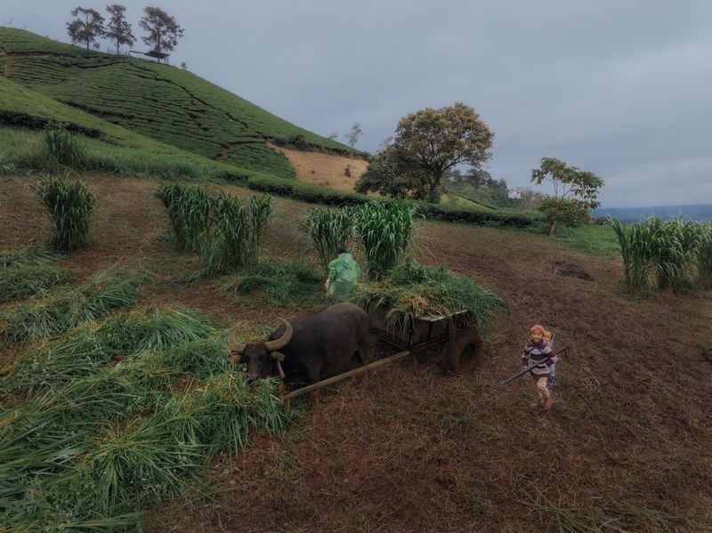 Вьетнам путешествие Сельскохозяйственные работы, или Фото о наблюдателях, которые наблюдали, как за ними наблюдают фото превью
