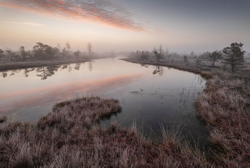 Утро на болоте фото превью