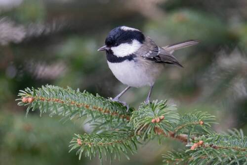 Московка (лат. Periparus ater)