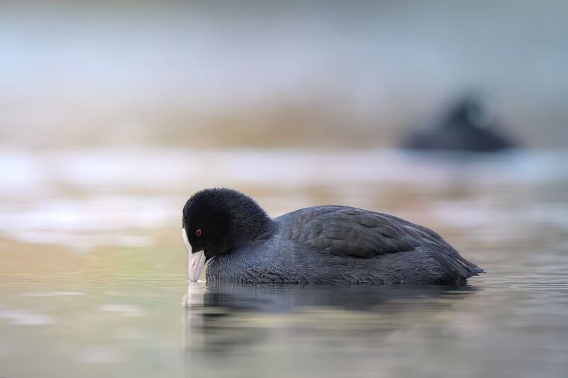 Лысуха, птицы, водоплавающие, фотохота, birds, birdwatching, Eurasian coot Лысуха и зеркало вод фото превью