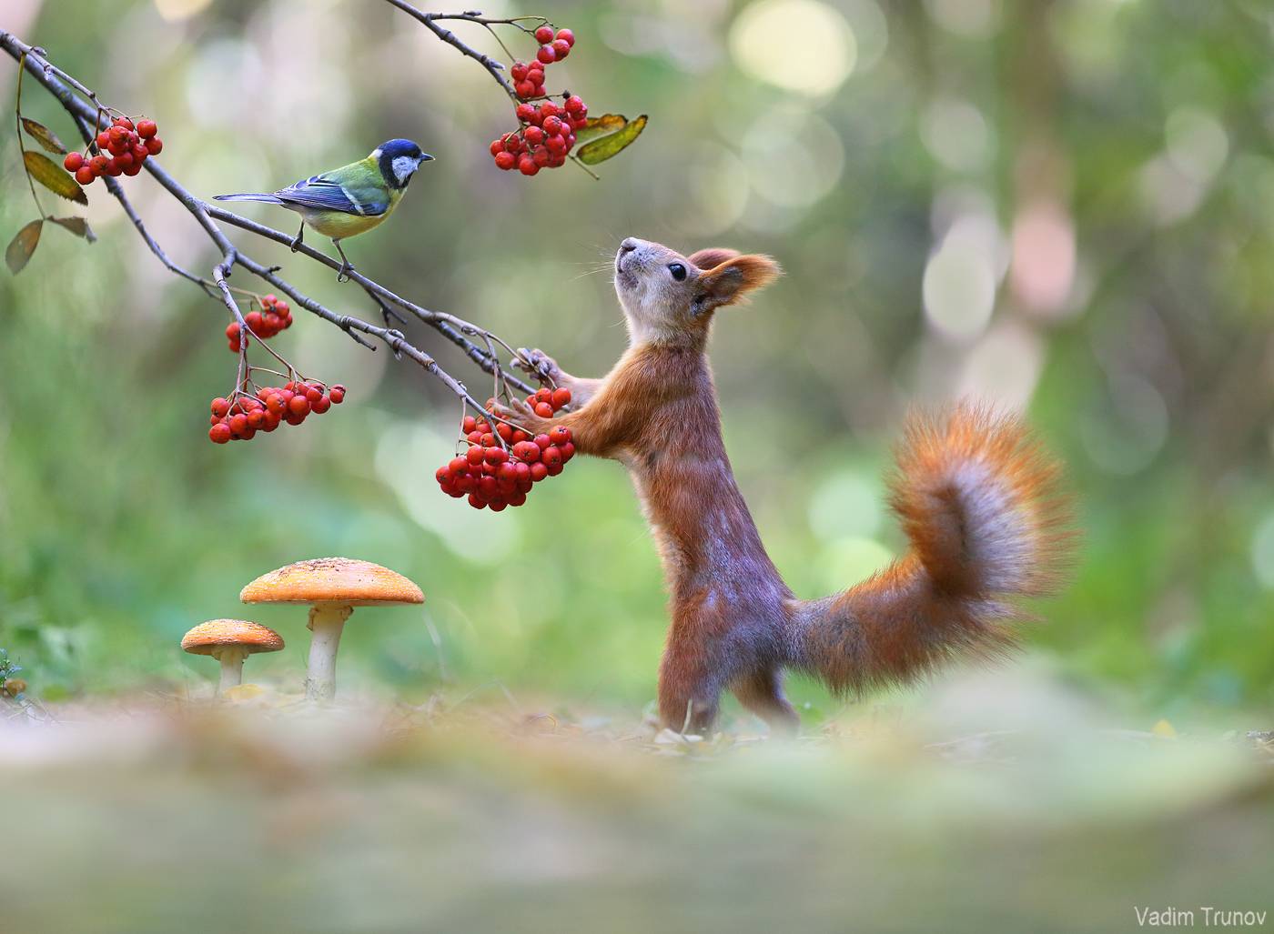 белка, синица, грибы, Вадим Трунов