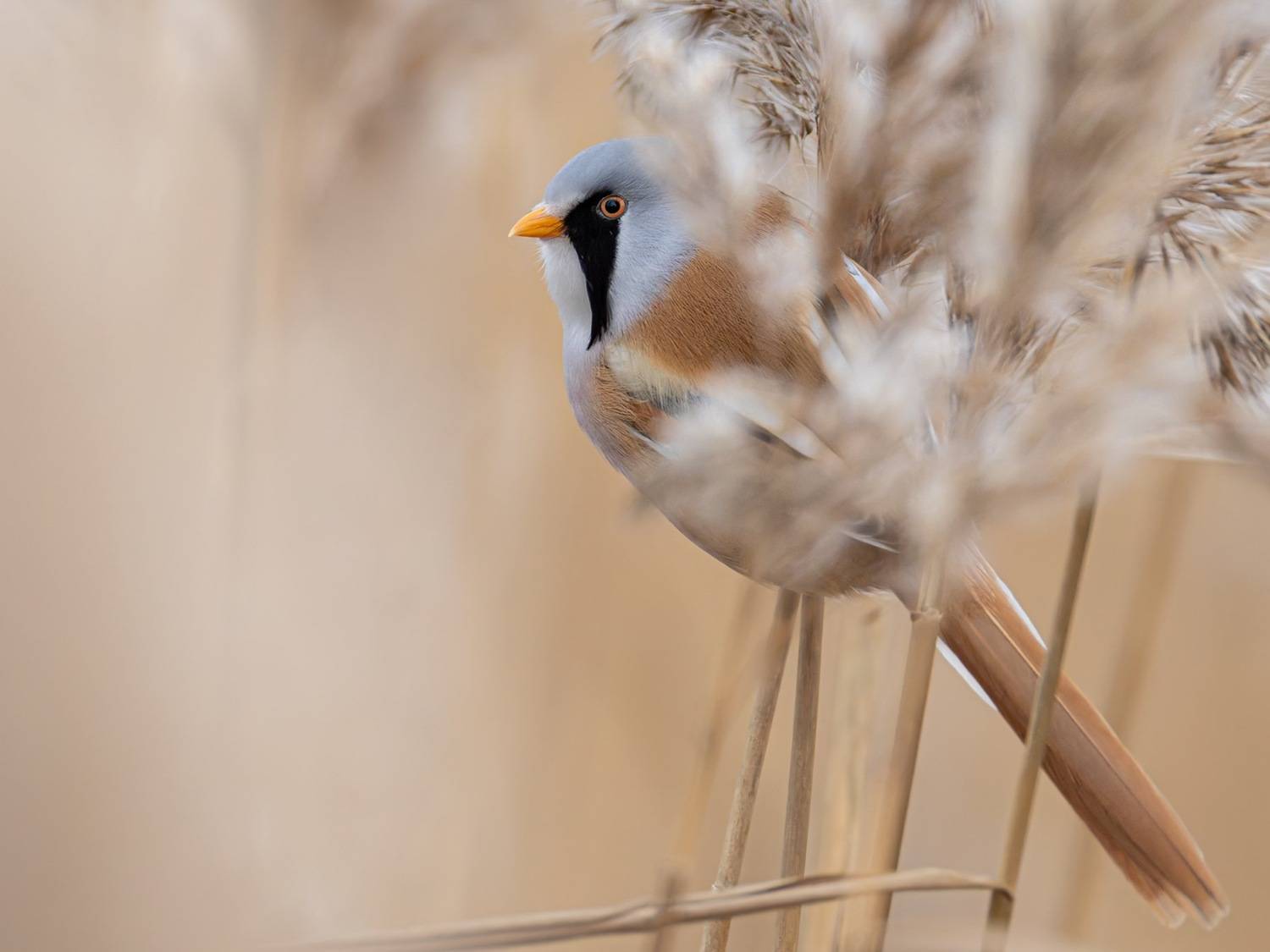 усатая синица, синица, птицы, Ruslan Pl