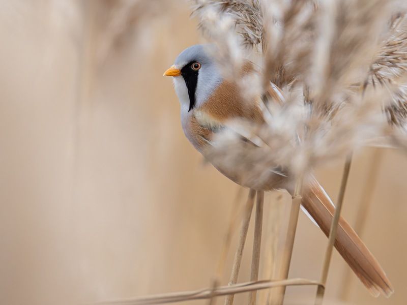 усатая синица, синица, птицы Усатая синица фото превью