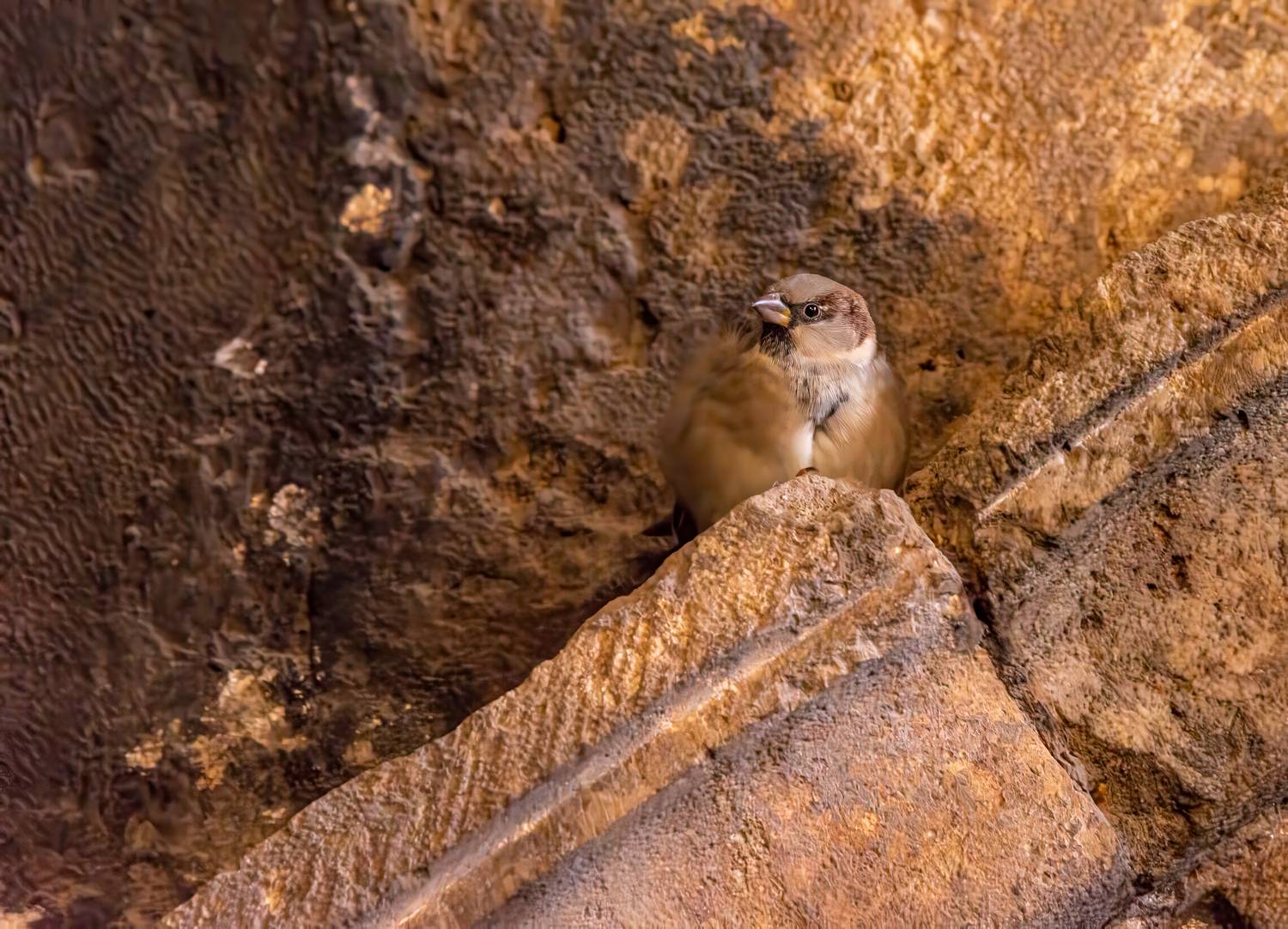 , Vladimir Bragilevsky