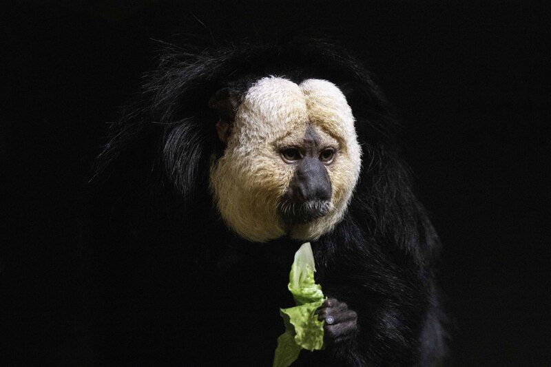White-faced saki фото превью