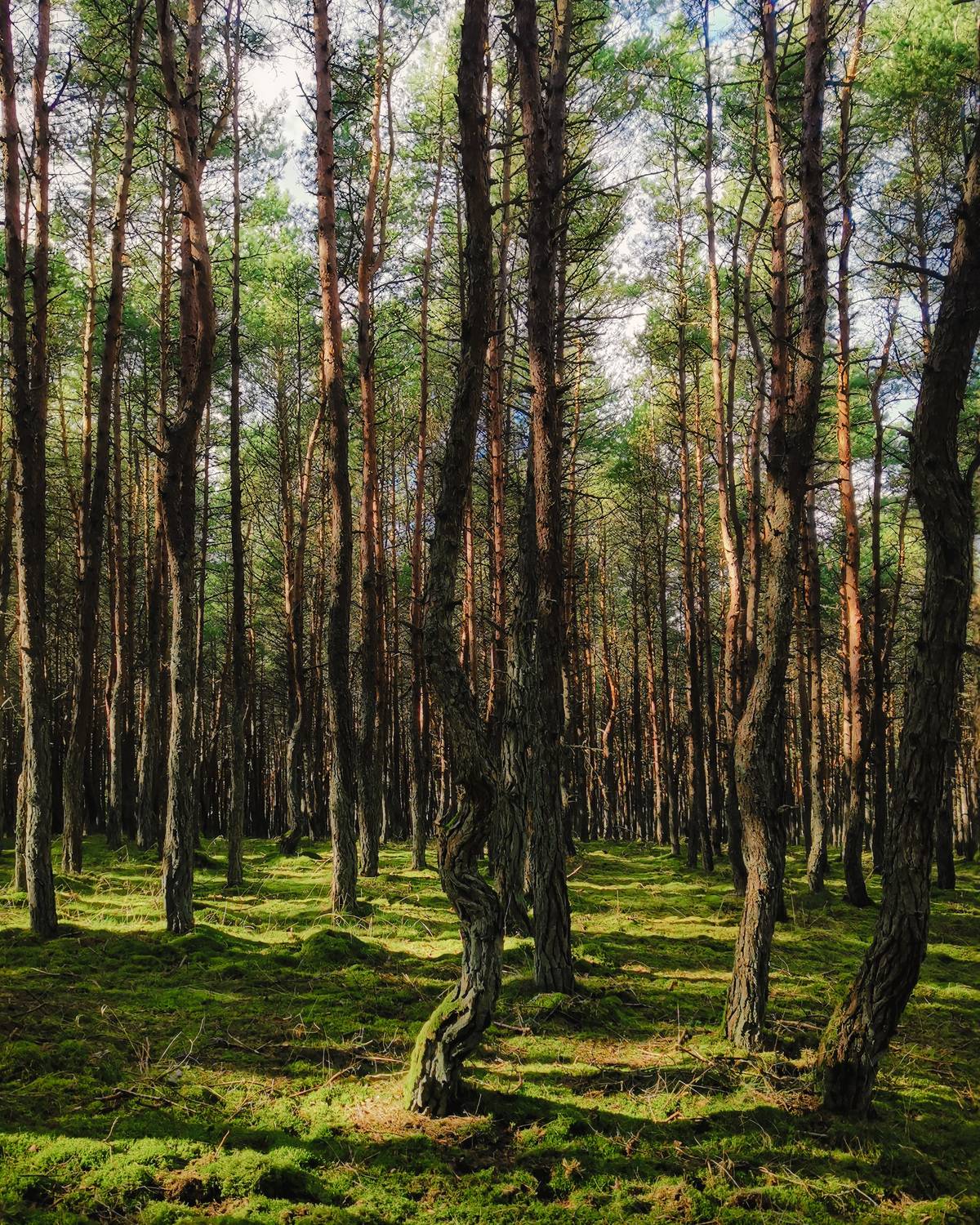 , Дьяченко Алёна