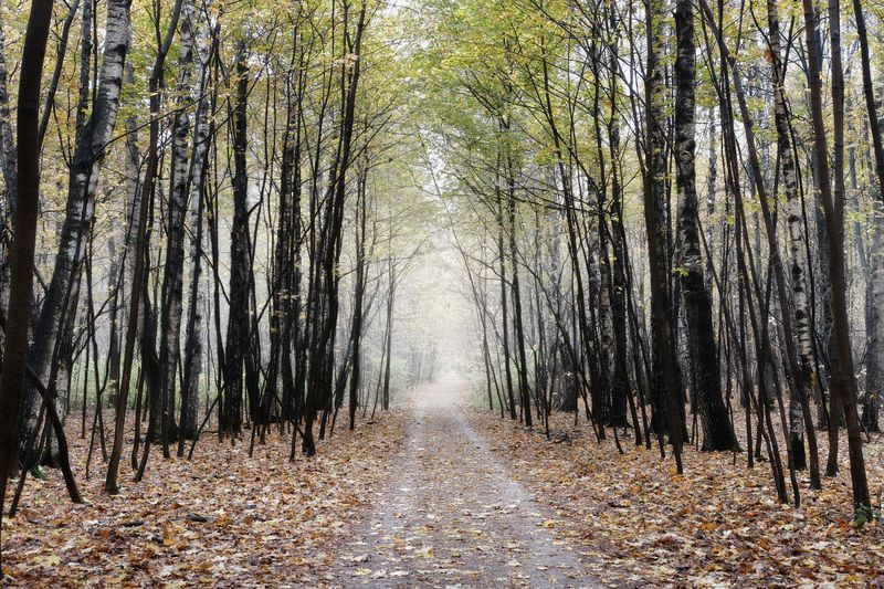 лес, деревья, листва, осень В осеннем лесу фото превью