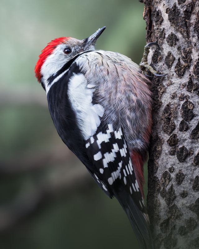 Средний пёстрый дятел (Dendrocopos medius)  фото превью