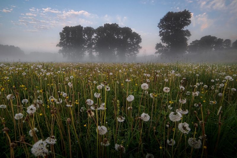 Последние одуванчики фото превью
