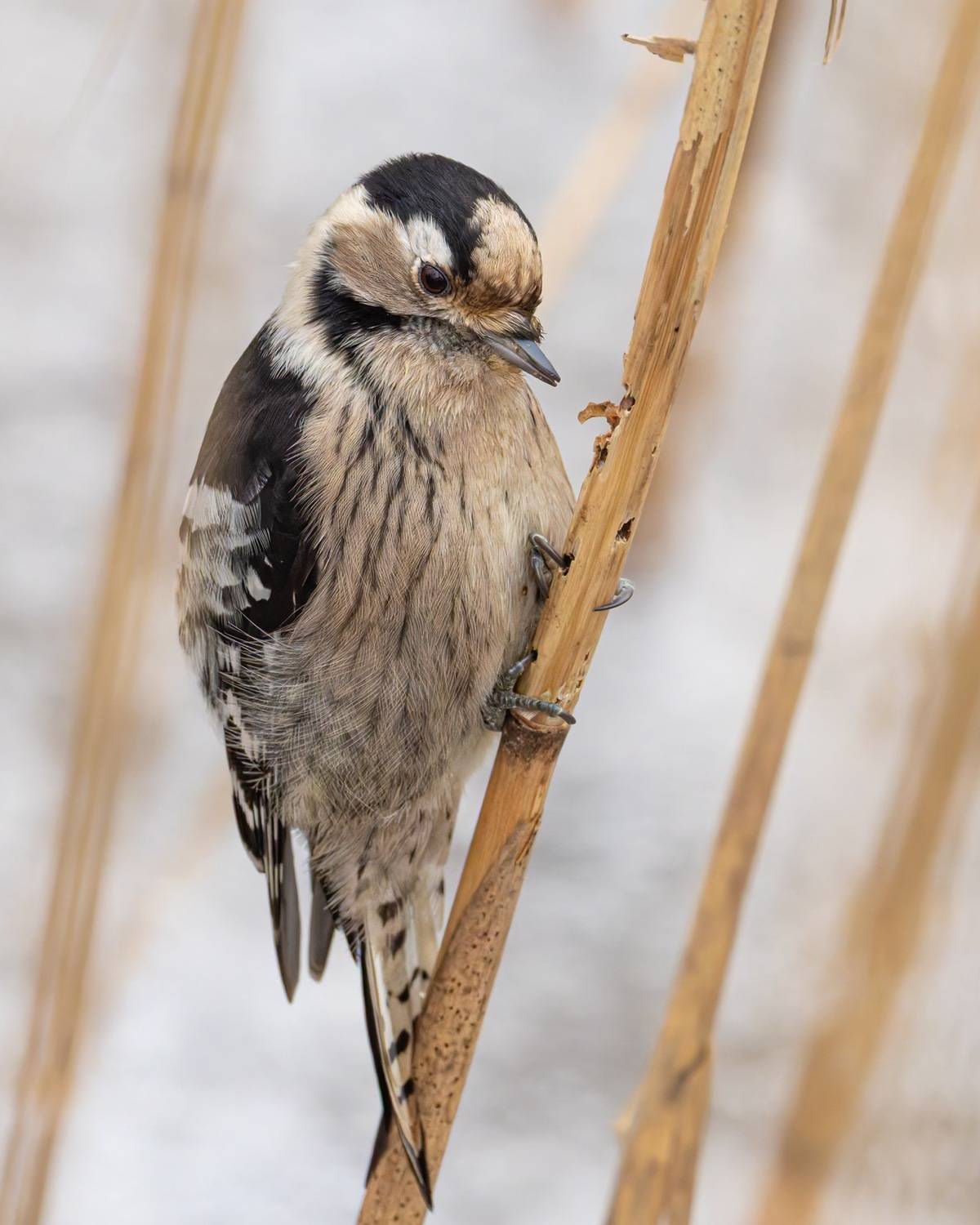 малый пестрый дятел, дятел, птицы, Ruslan Pl