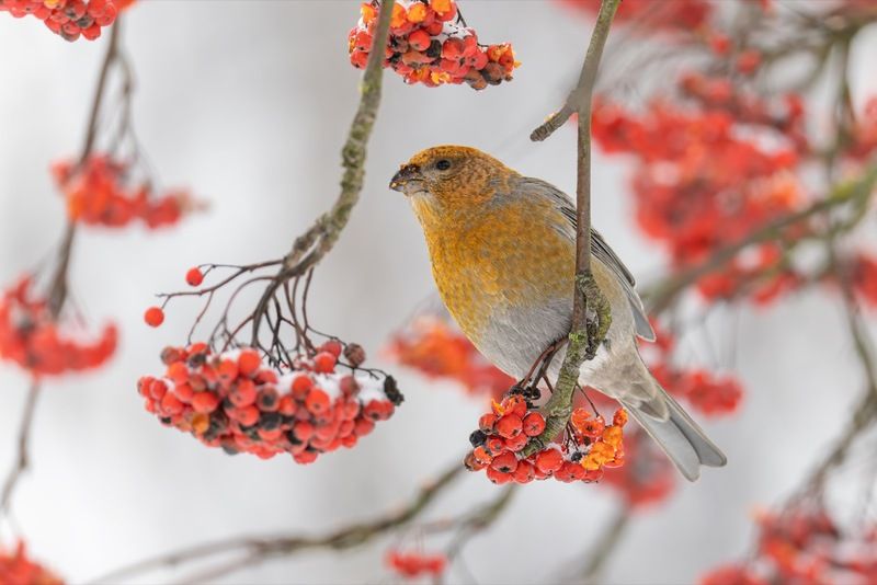 щур, птицы, рябина  фото превью