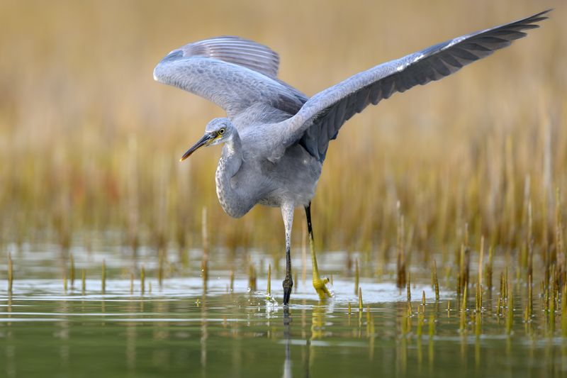 птица, фотоохота, цапля, природа, фауна Целеустремленность фото превью