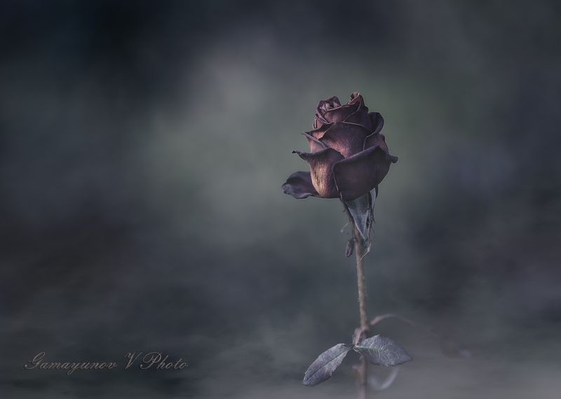 Розочка фото превью