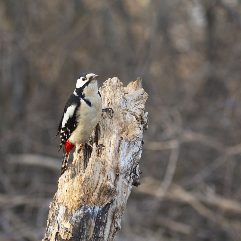 природа *** фото превью