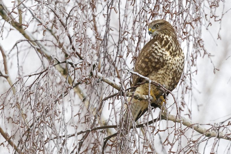 Канюк фото превью