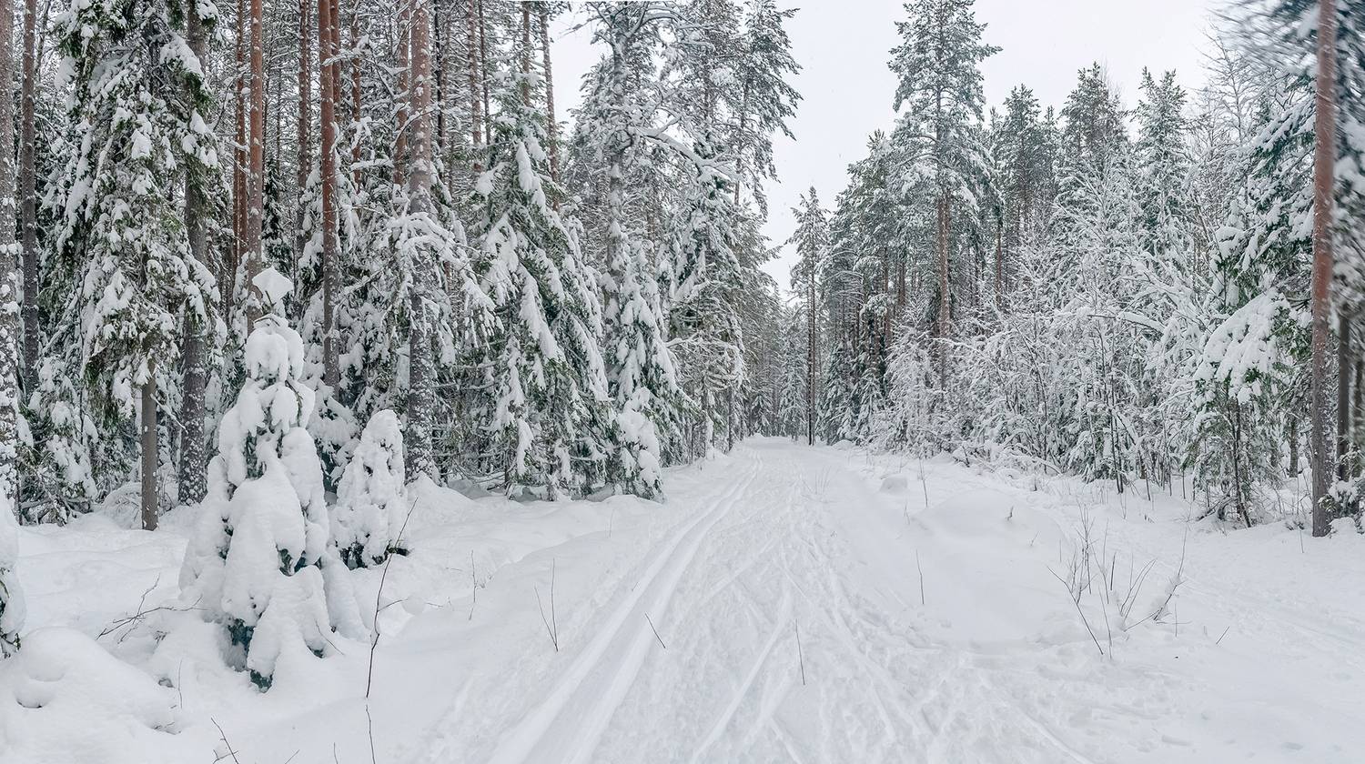лес, снег, зима, лыжня, сугроб, ель,, Анкудинов Леонид