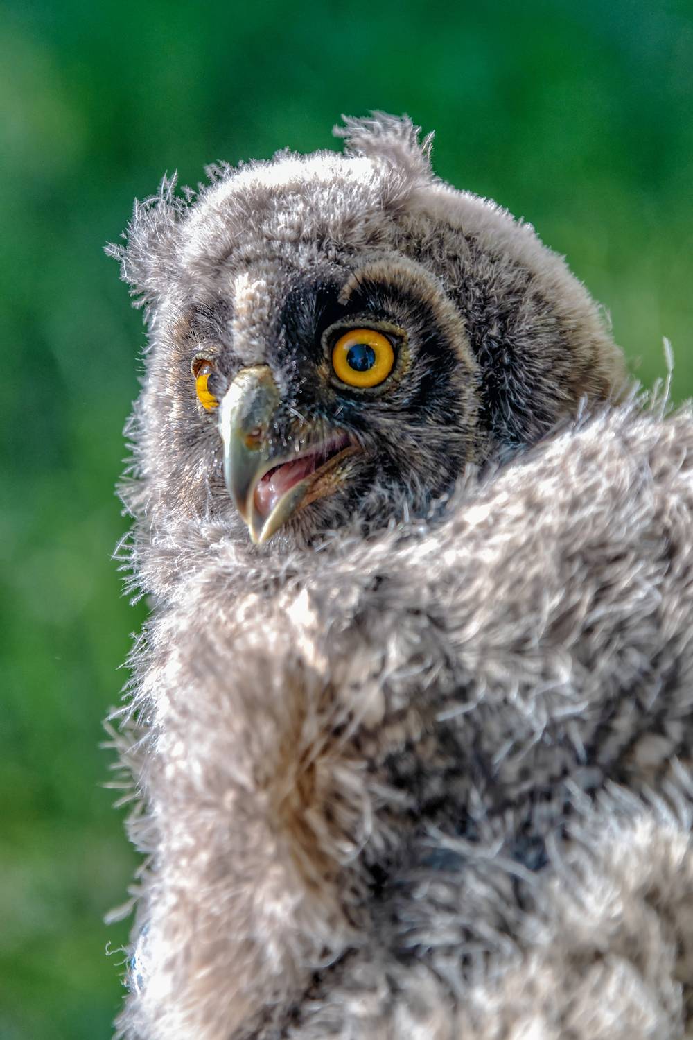 птица, сова, Владимир Иванов