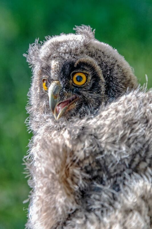 Любопытный птах фото превью