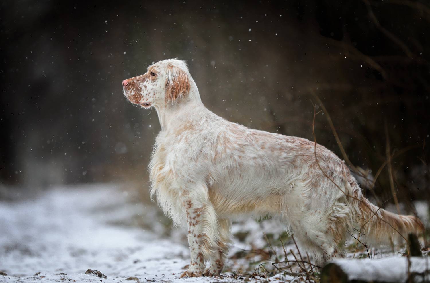 , Андрей Ершов