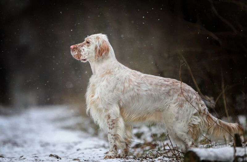 ..... фото превью