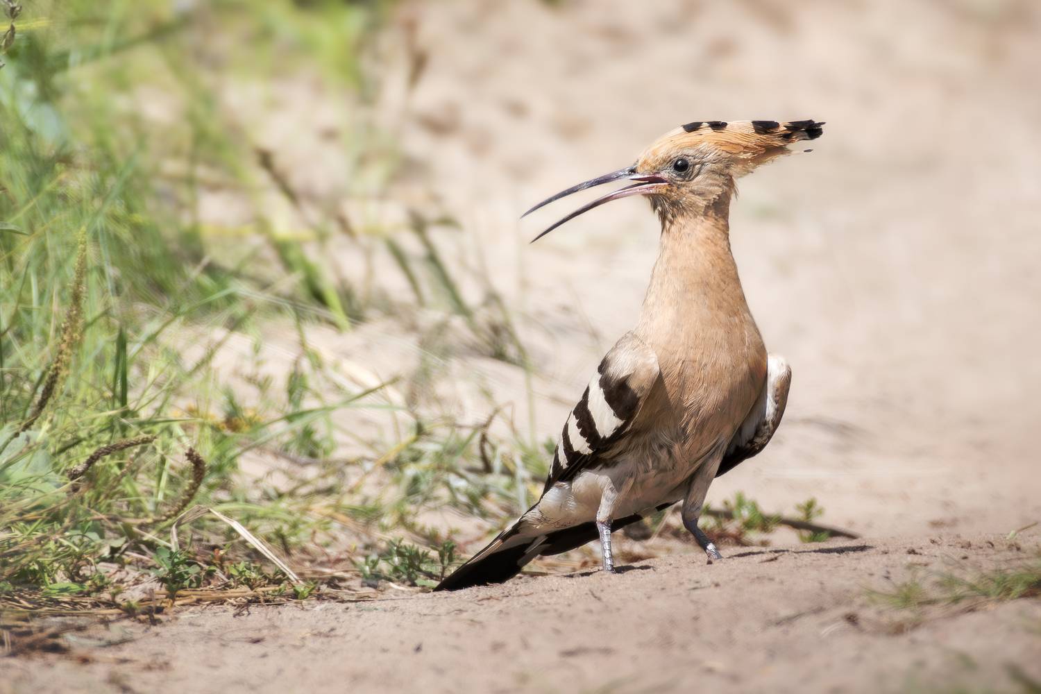 wildlife, birdwatching, nature, bird photography, Полина Шальнева