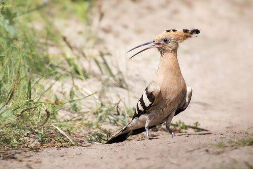 Король проселочных дорог. Удод