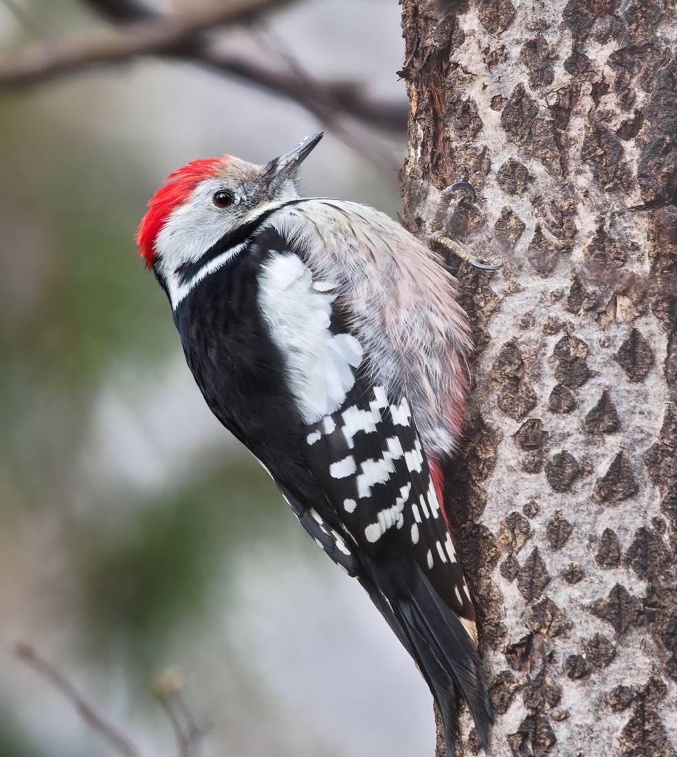 дятел, птицы, фотоохота, Михаил