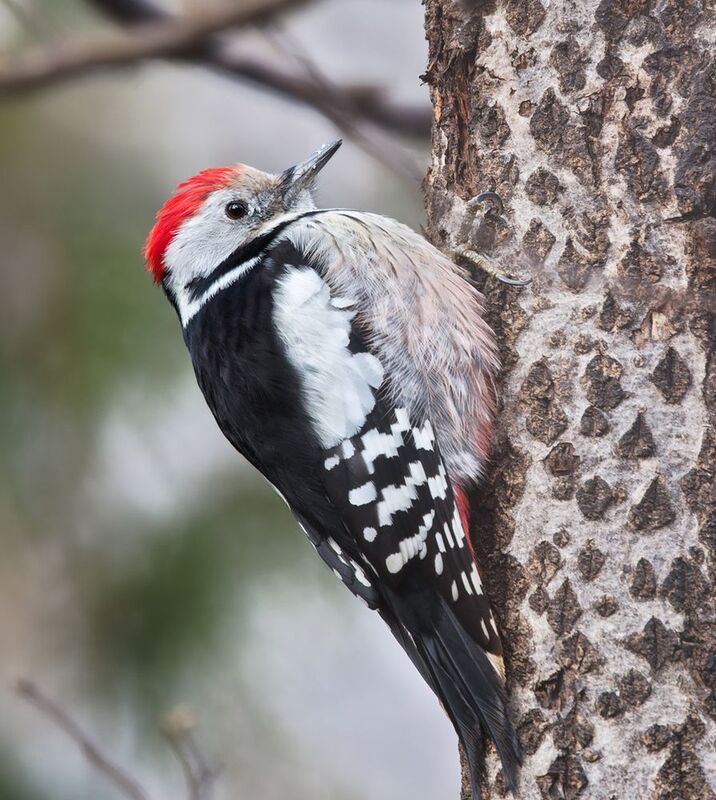 дятел, птицы, фотоохота Средний пёстрый дятел фото превью