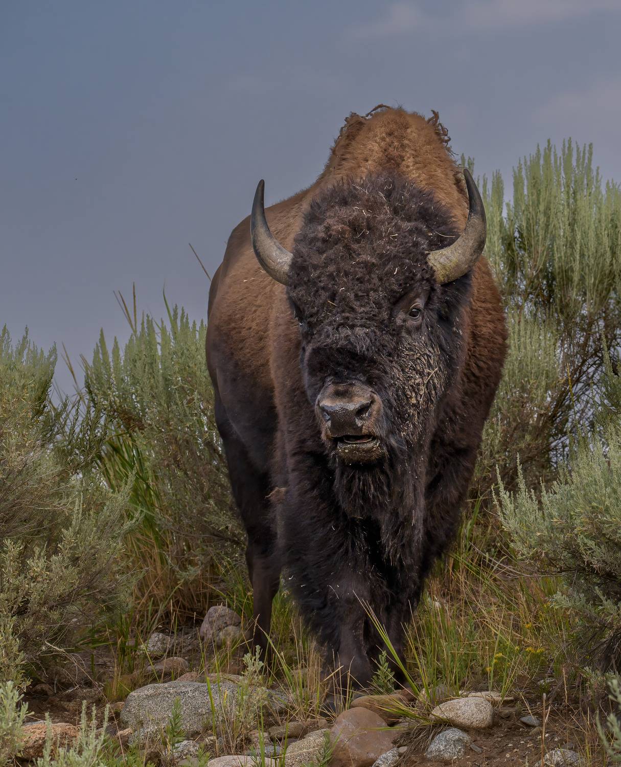 bison, bull, , Angie Birmingham