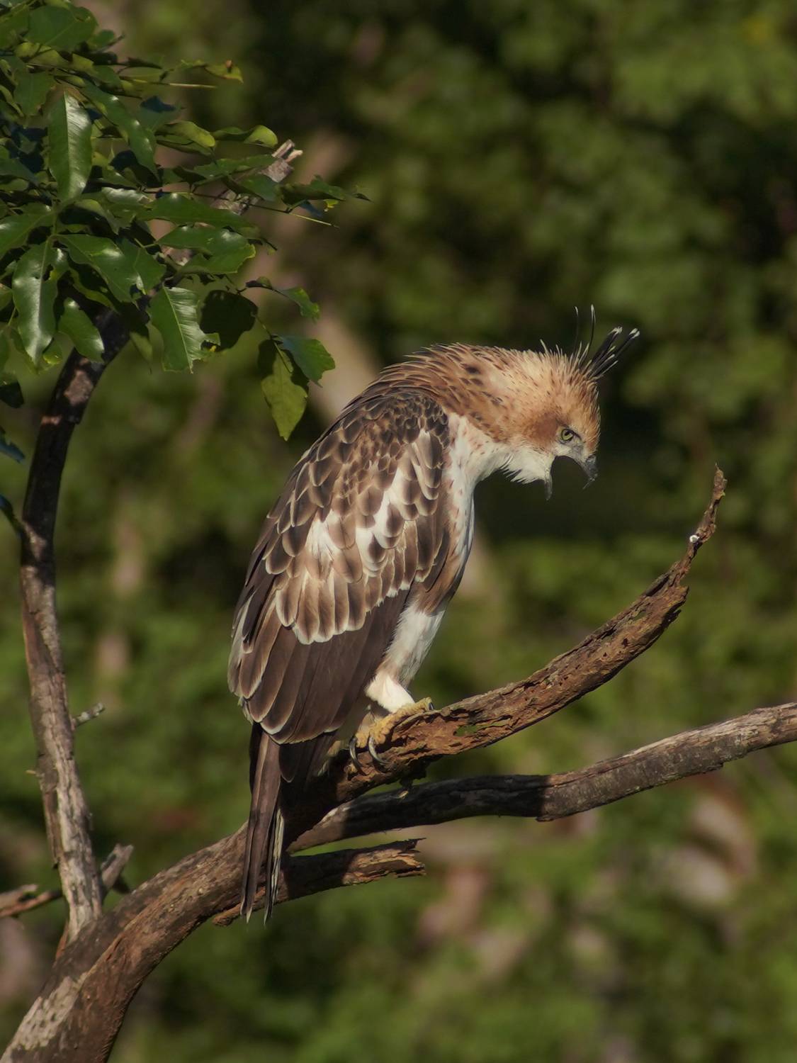 , Михаил Рева
