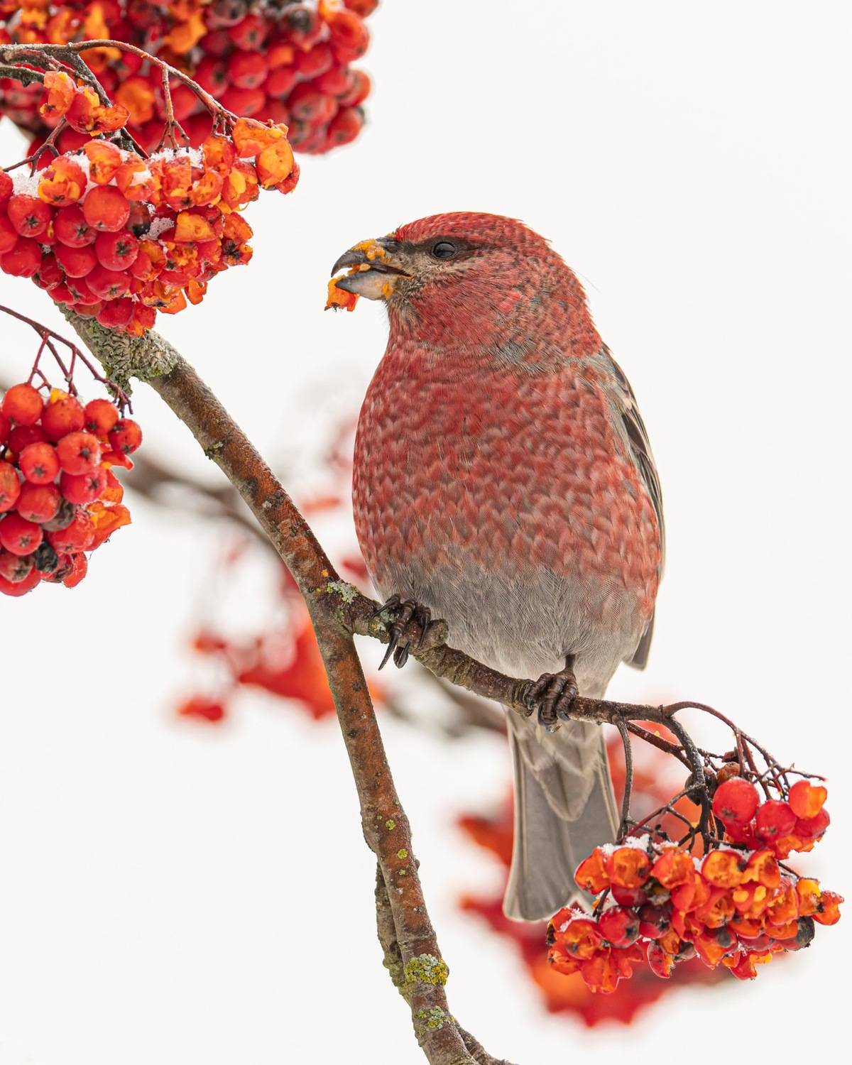 щур, птицы, рябина, Ruslan Pl