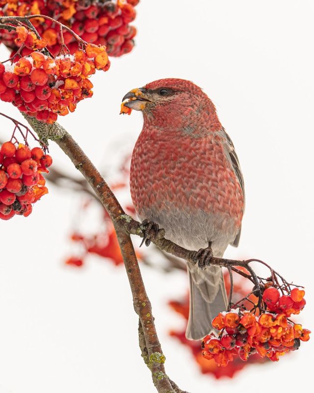 щур, птицы, рябина  фото превью