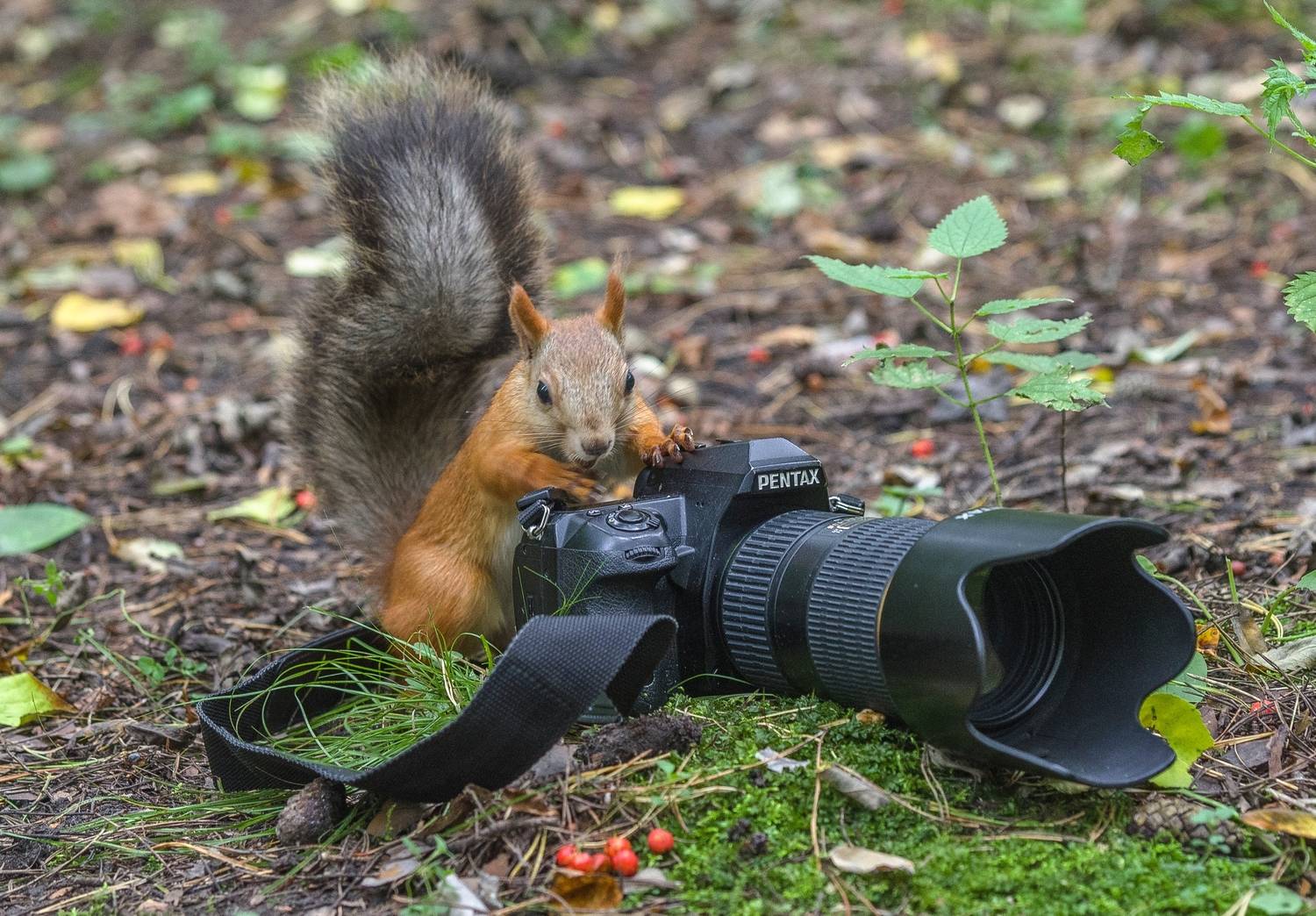 , Михаил Измайлов