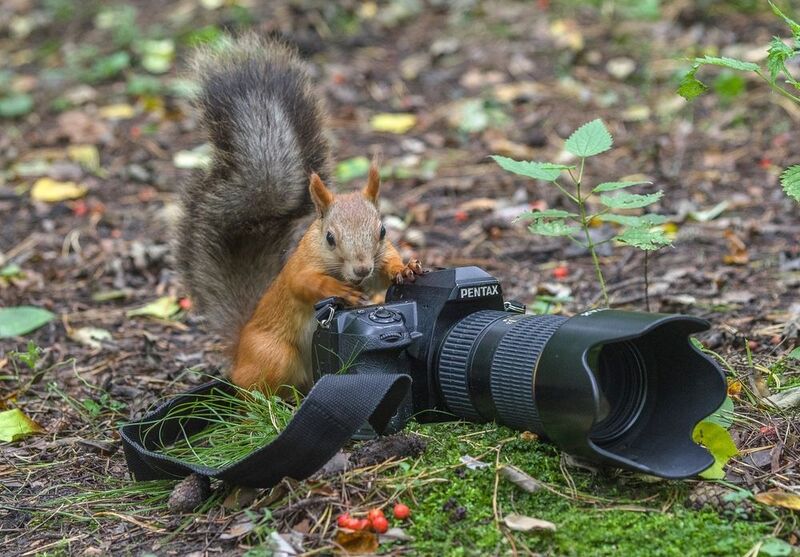 Белка фото превью