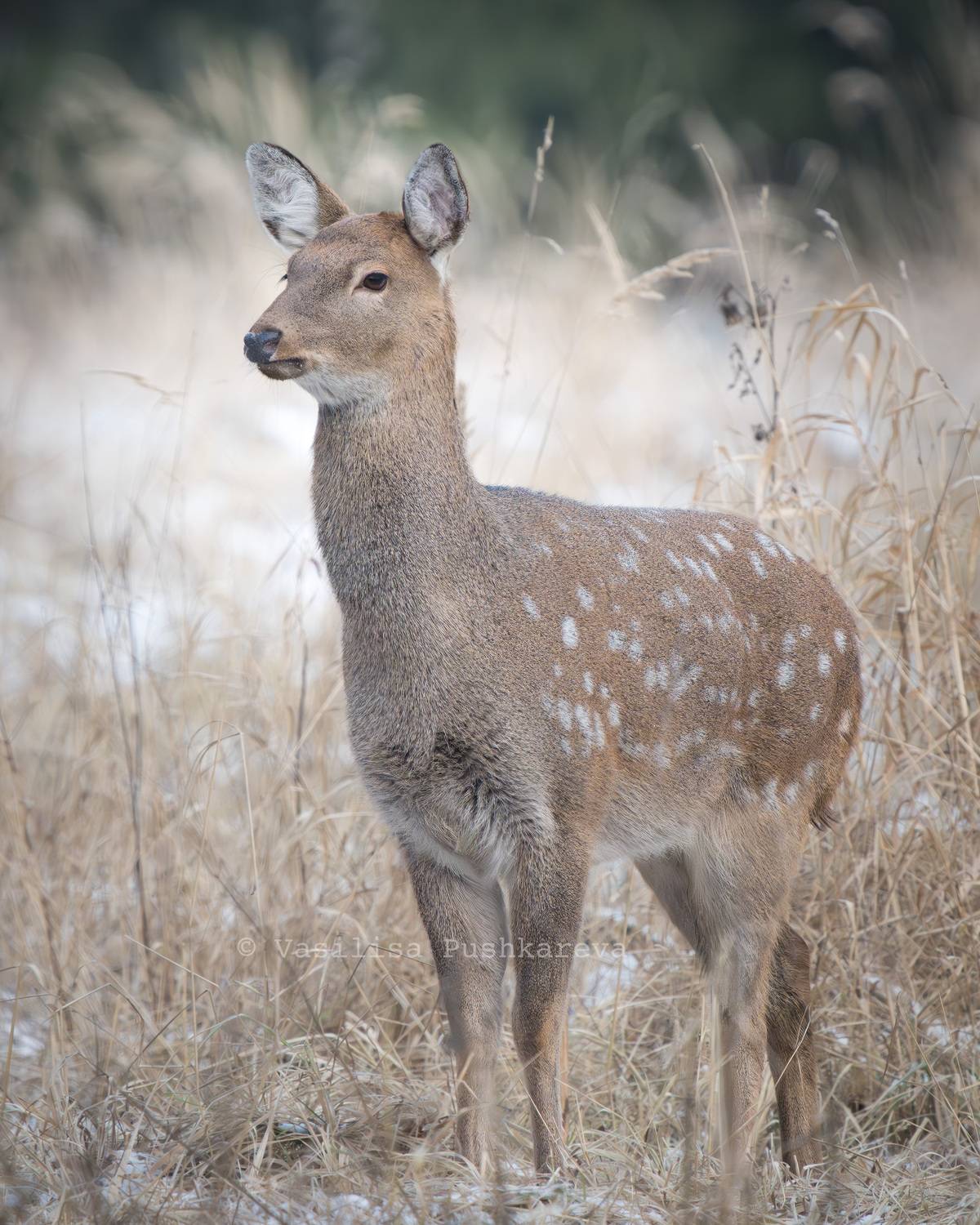 Олень, Пятнистый олень, Пушкарева Василиса