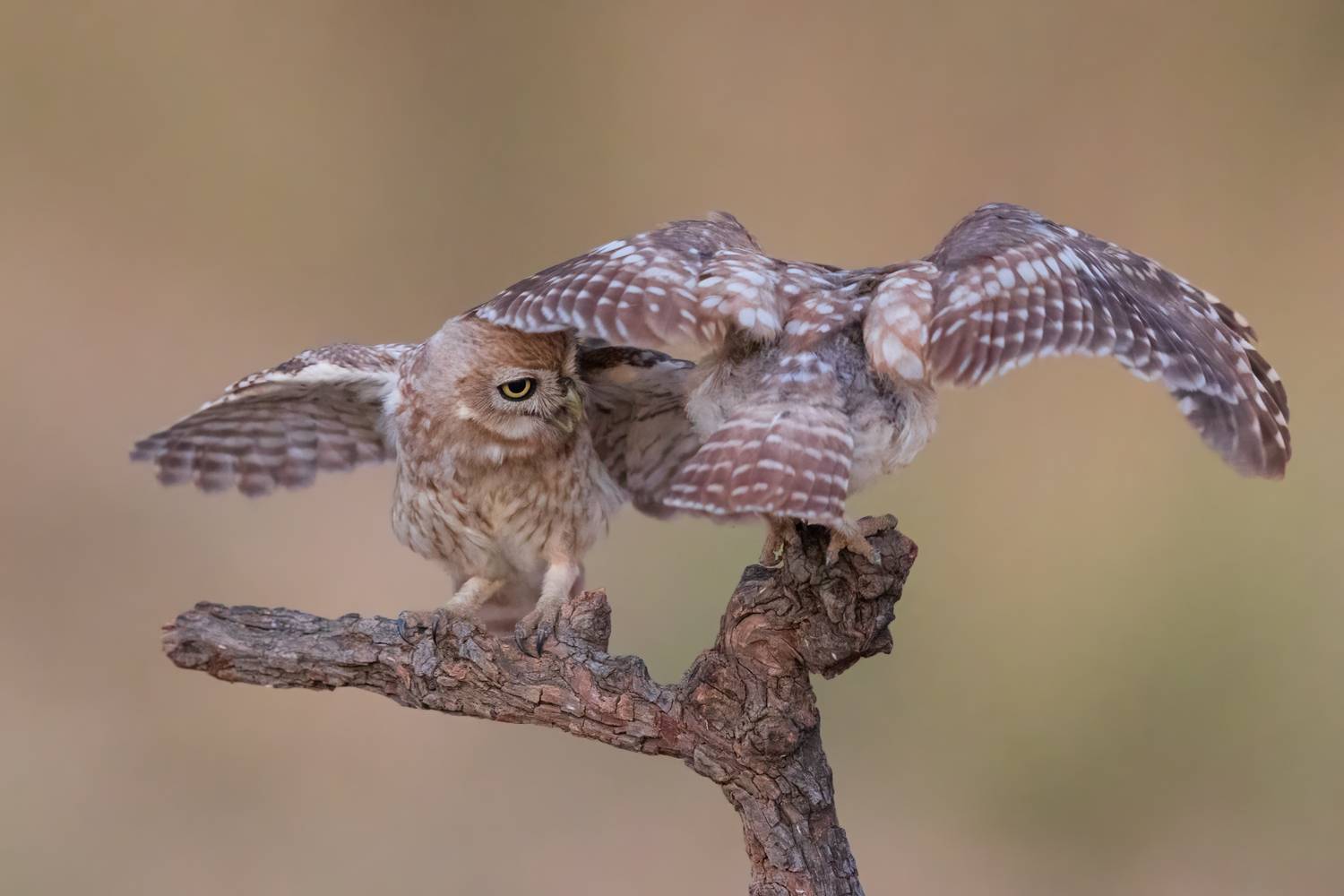 , Фруман Евгений