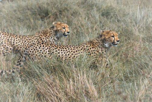Гепарды из Мары.