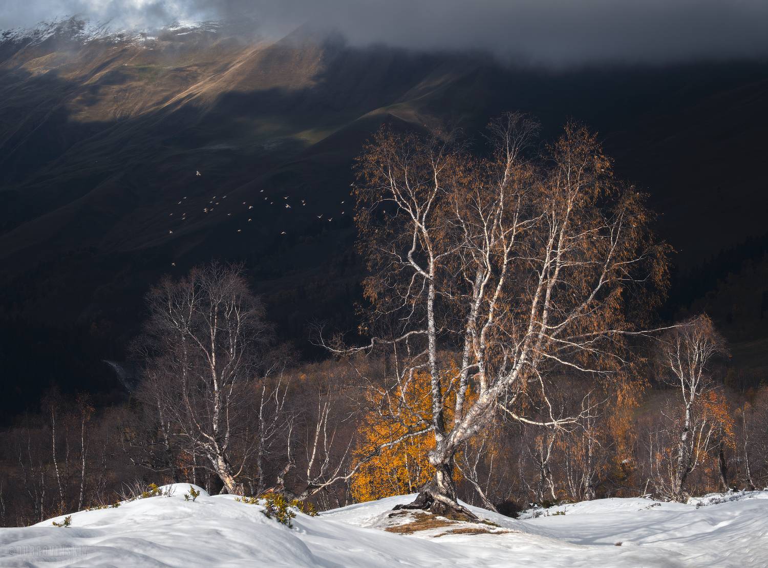 архыз, кавказ, горы, березки, Дубровинский Михаил