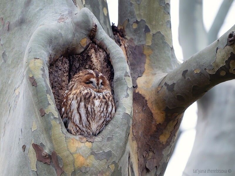 Рыжая серая неясыть. фото превью