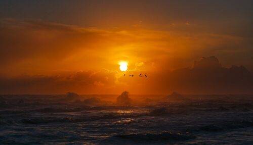 Полёт бакланов над Тихим океаном на закате дня